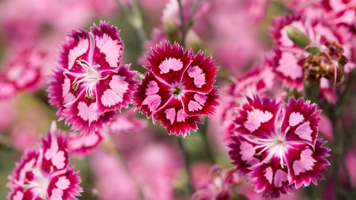 Pink Flower