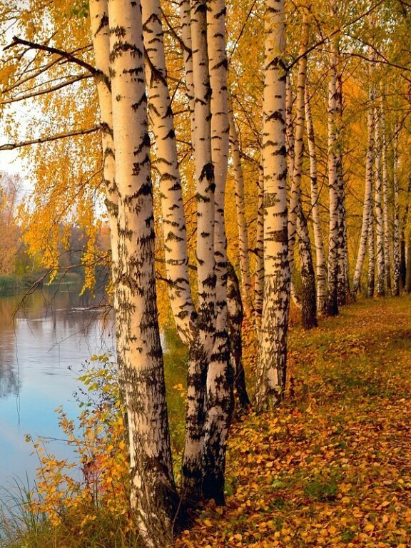 Лес березы река природа