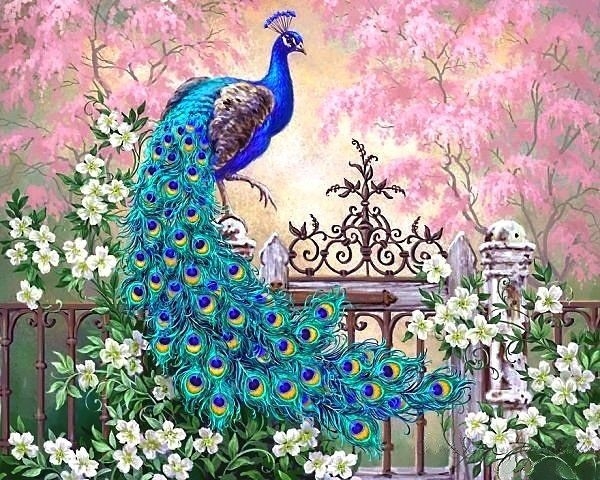 peacock & garden