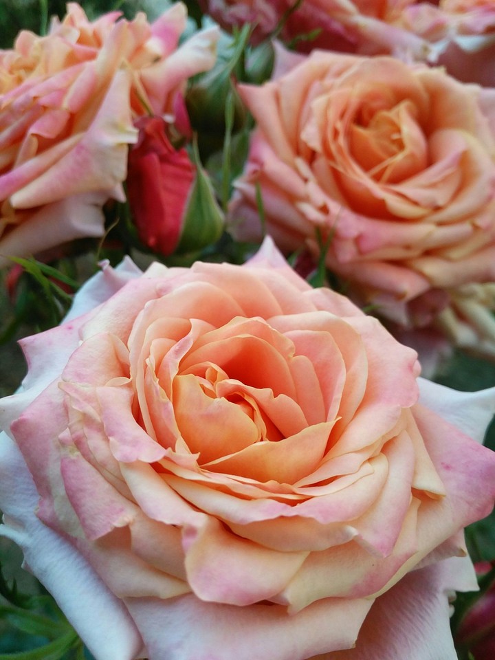 Gül(Rose)
