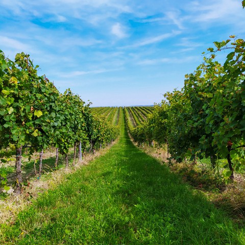 Vineyard in South Moravia