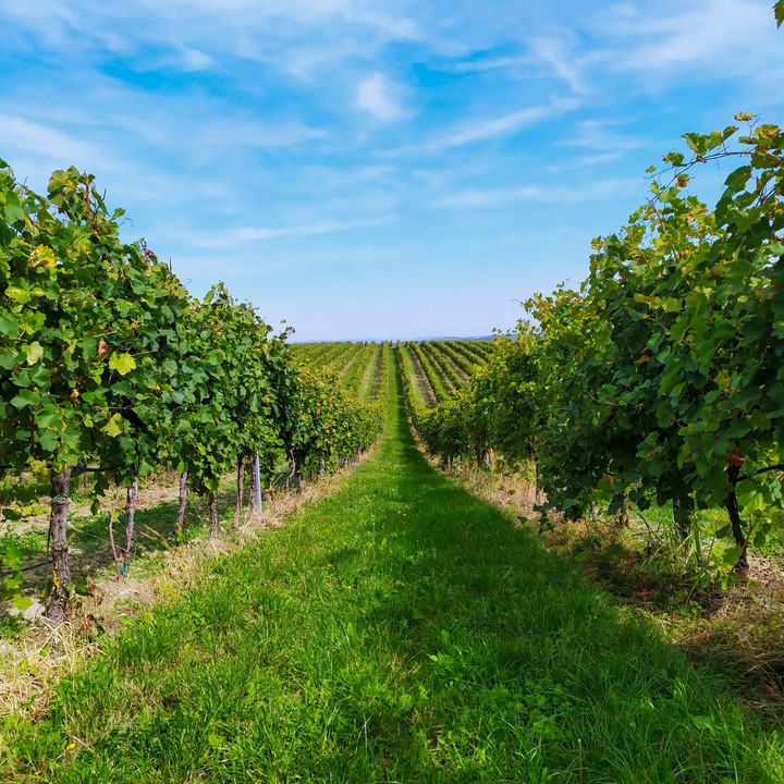 Vineyard in South Moravia