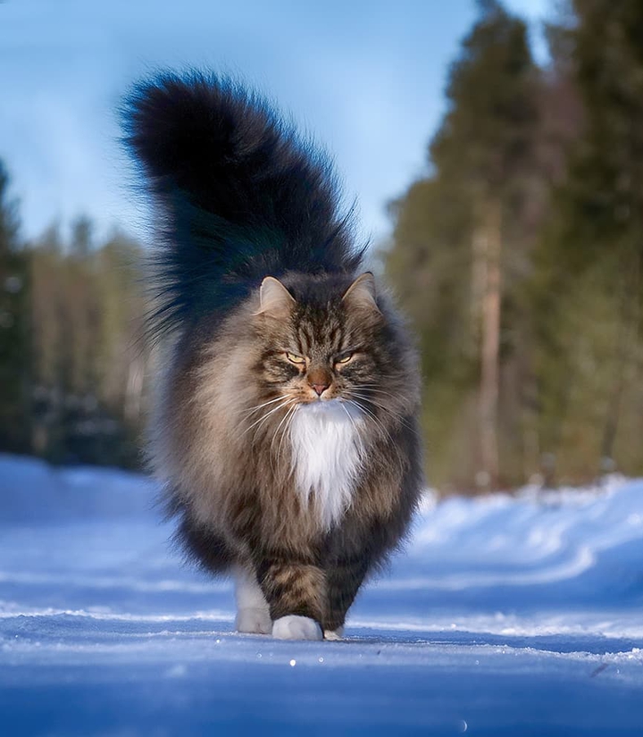 Васька