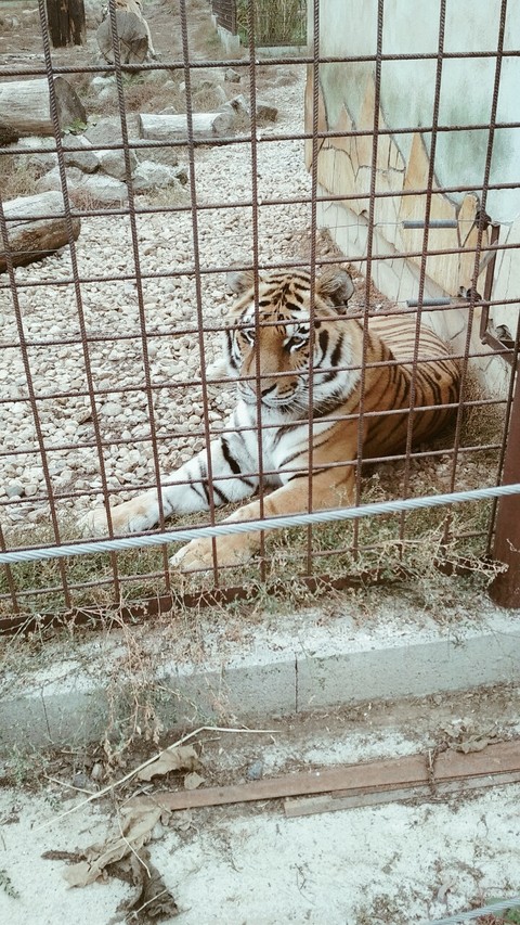 zoo