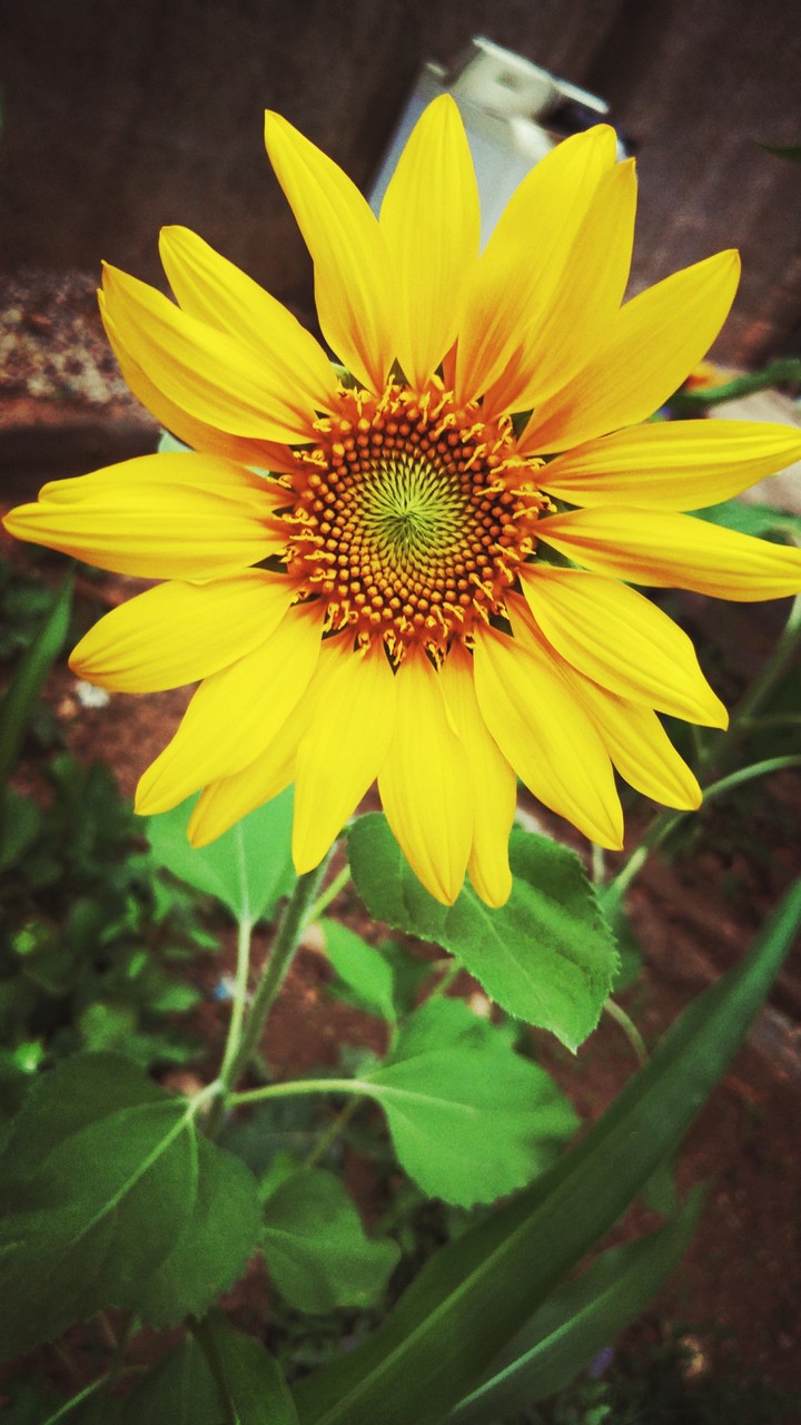 sunflower