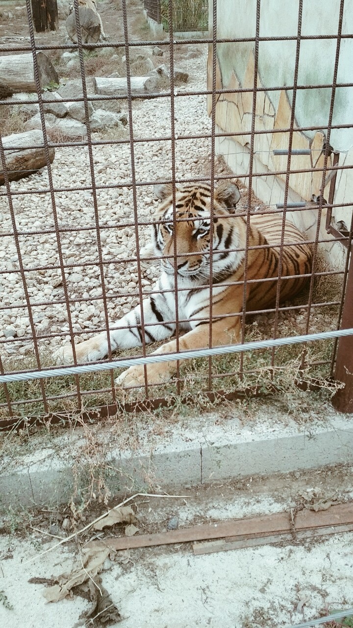 zoo