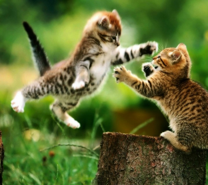 fight cat