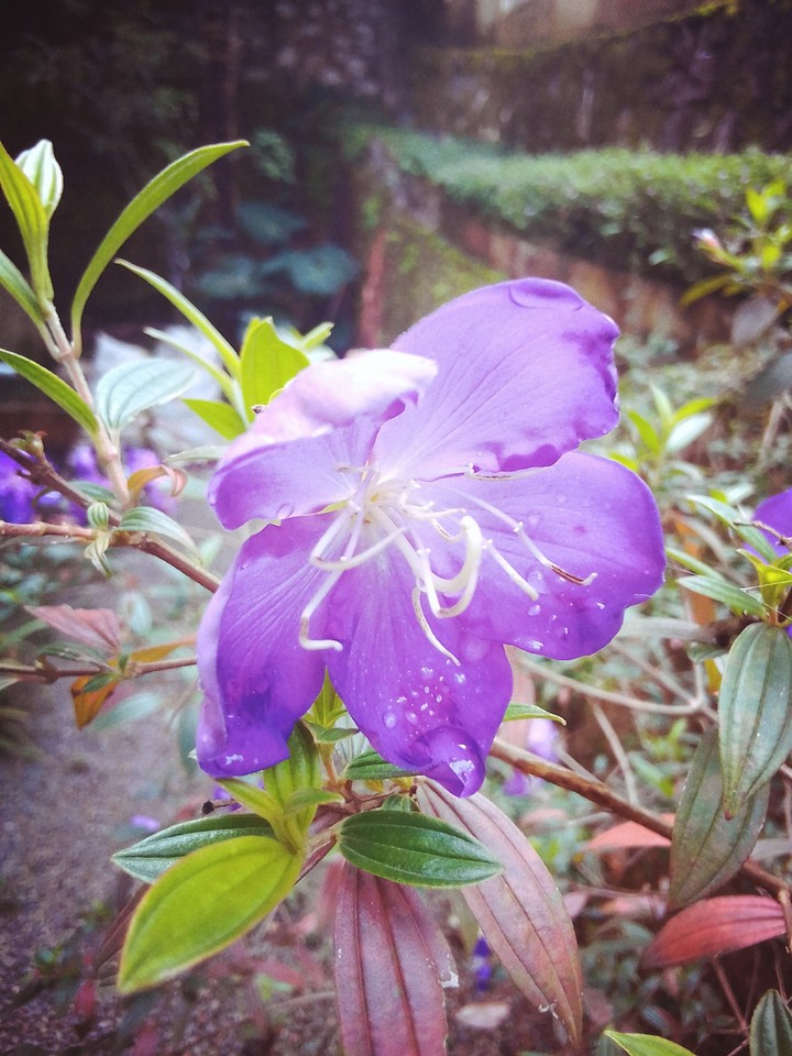 flower