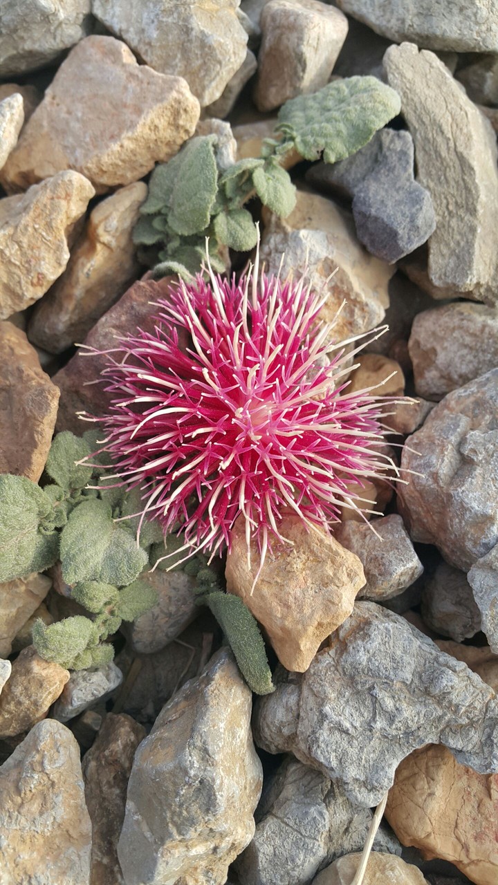 pink flower