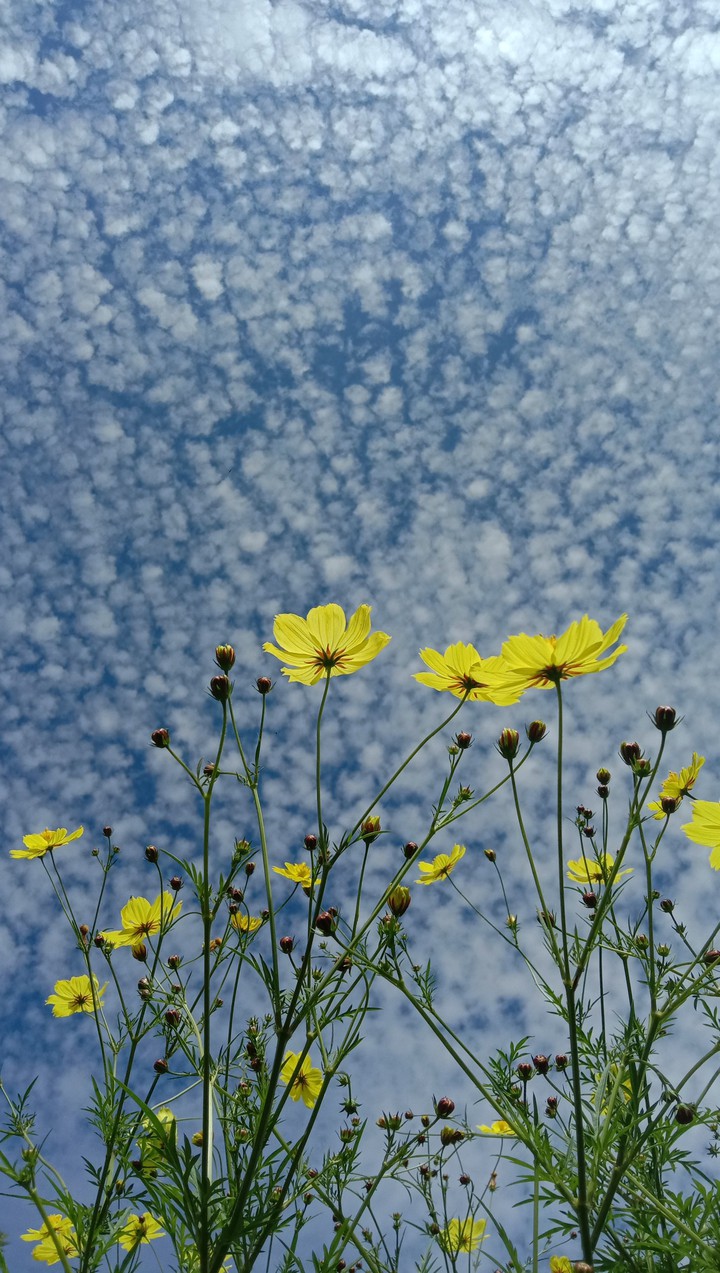 Cosmos flower