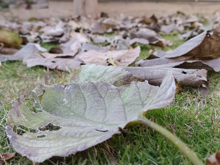 Leaves