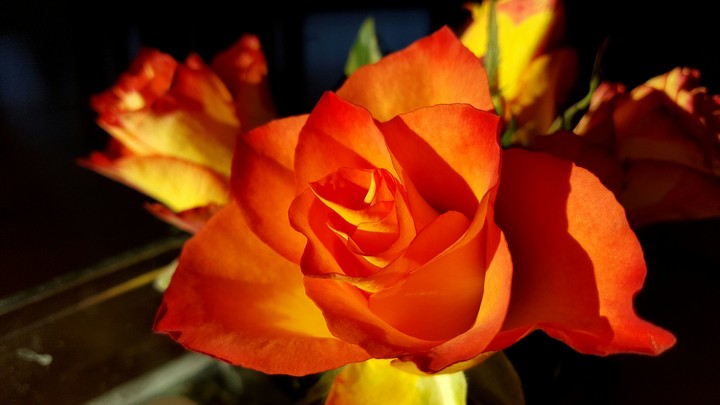 Rose