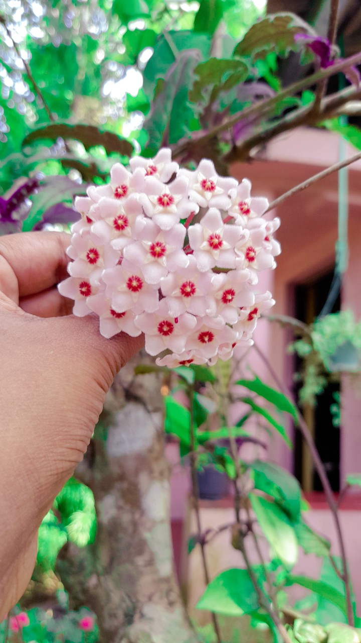 Flowers