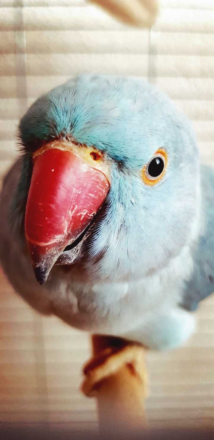 A pet