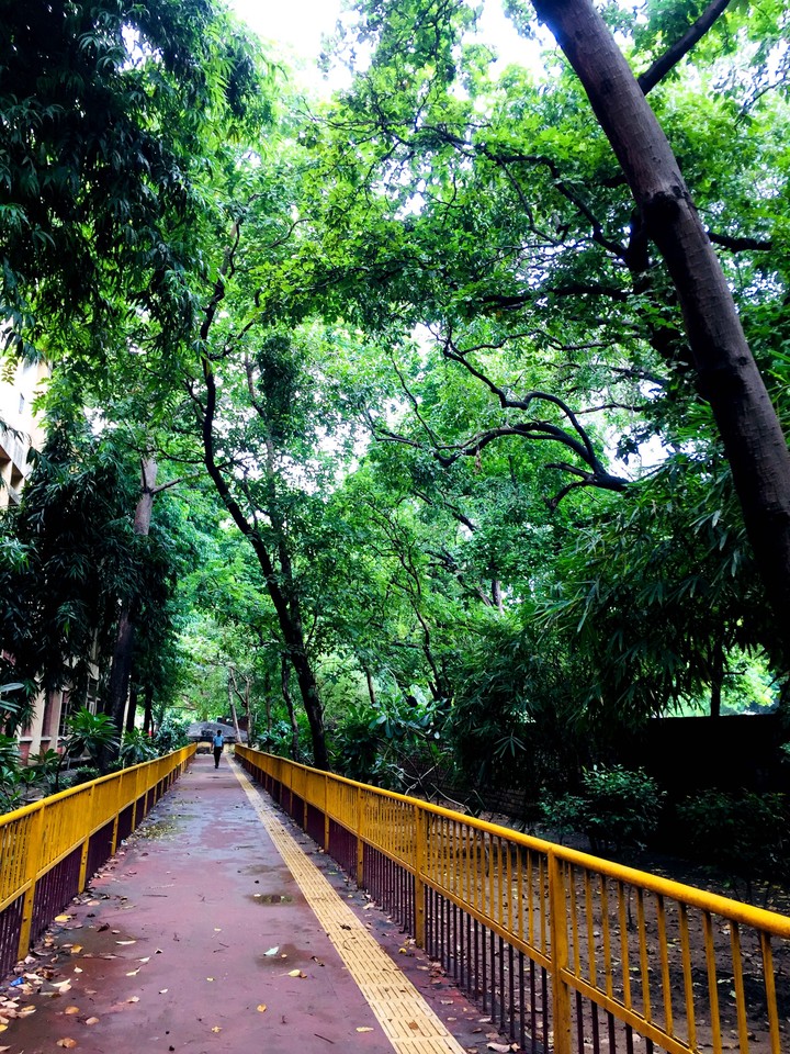 path between the trees