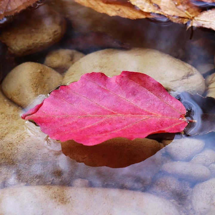 Red leaf in the river.