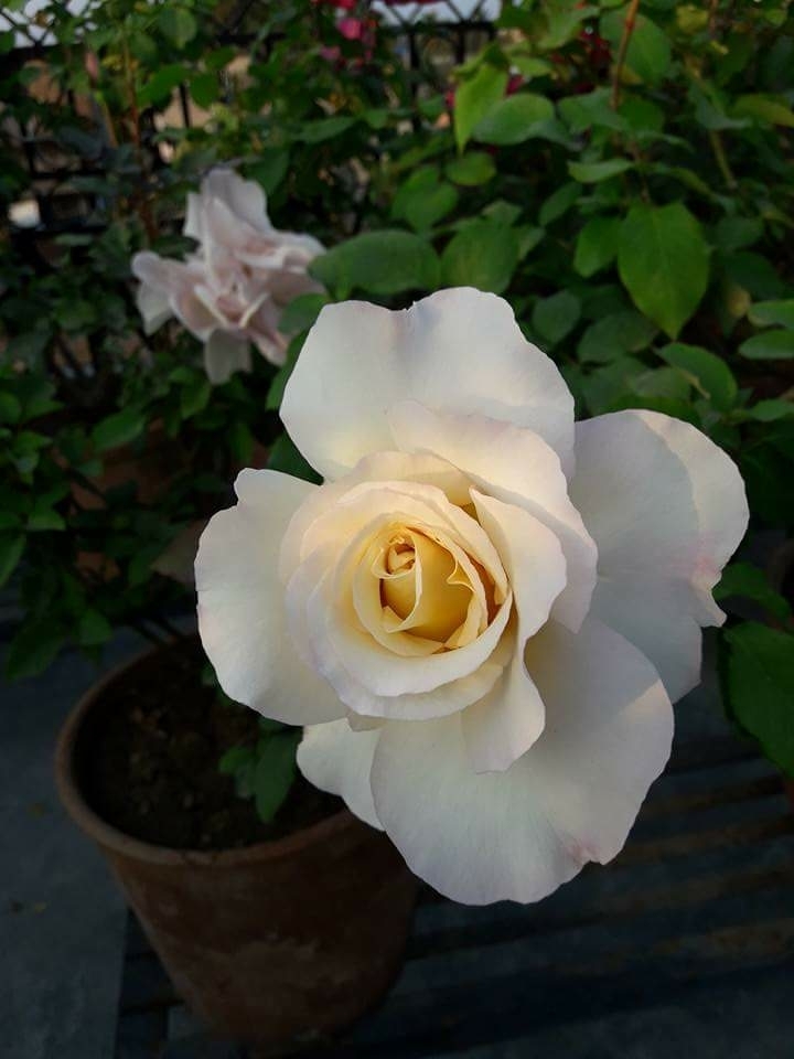 rose