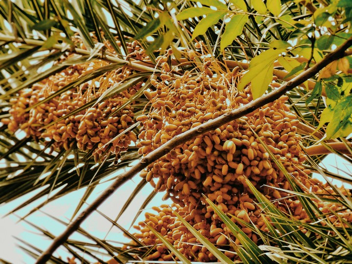 dates