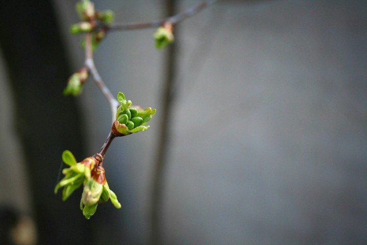 spring