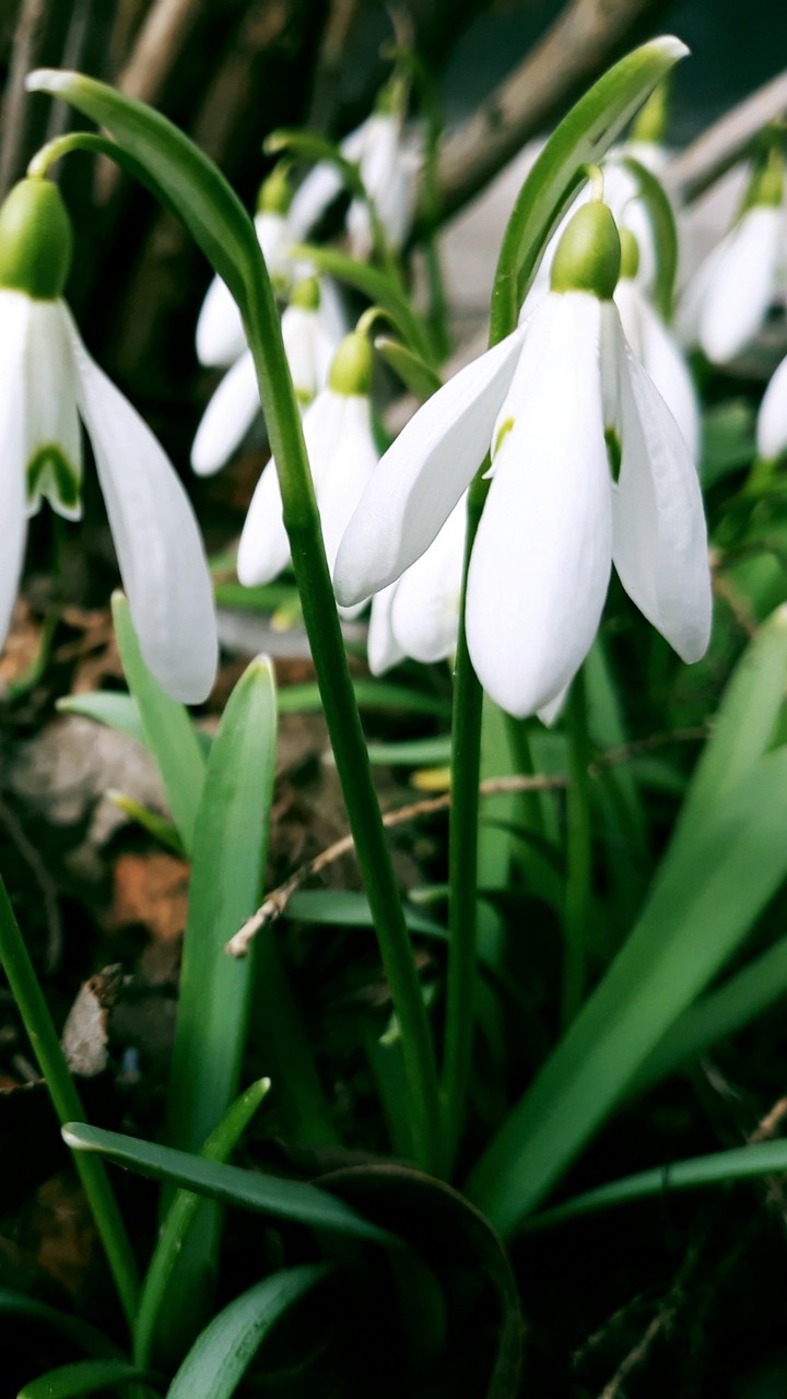 snowdrops