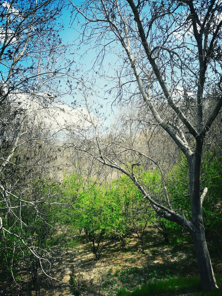 tree and sky