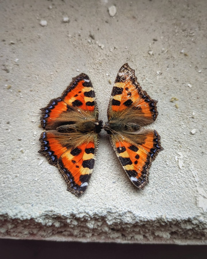 two butterfly