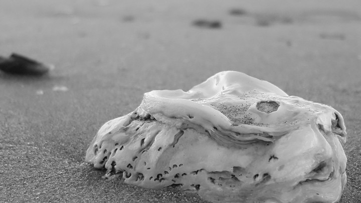 the beauty of shellfish