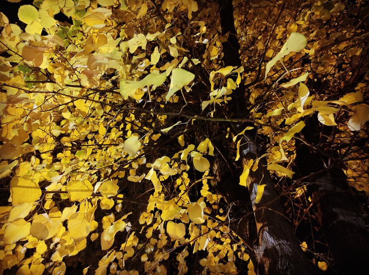Yellow tree