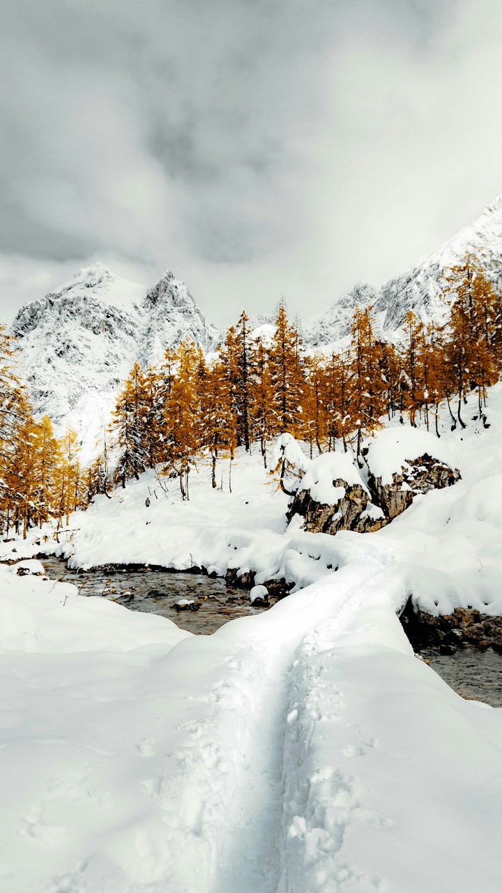 The Winter Wonderland