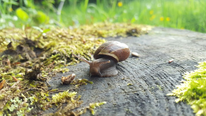 Turbo snail