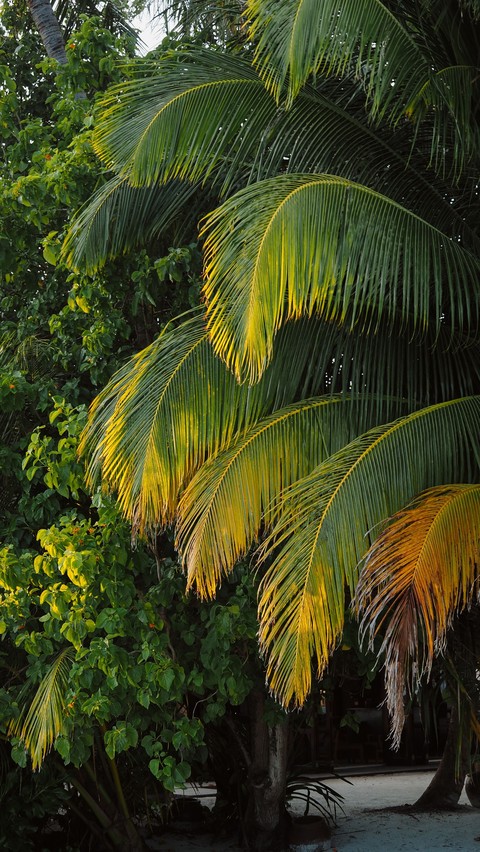 sunlight, leaf wallpapers