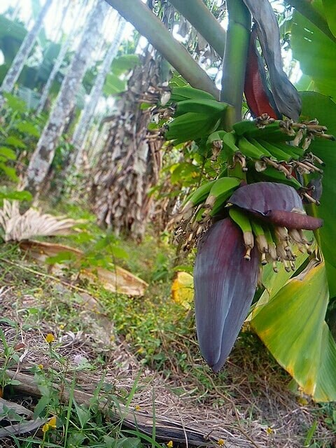banana
