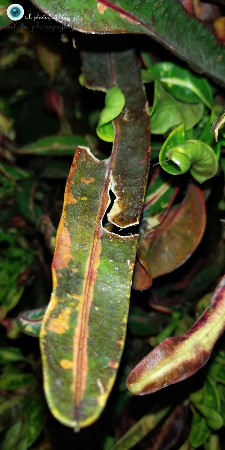 Wonderful sample created by nature