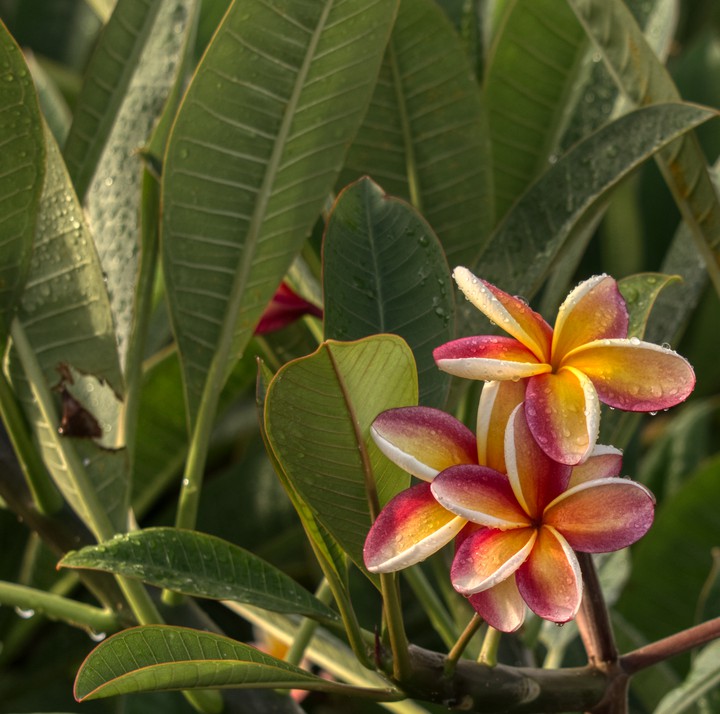 Tropical flower