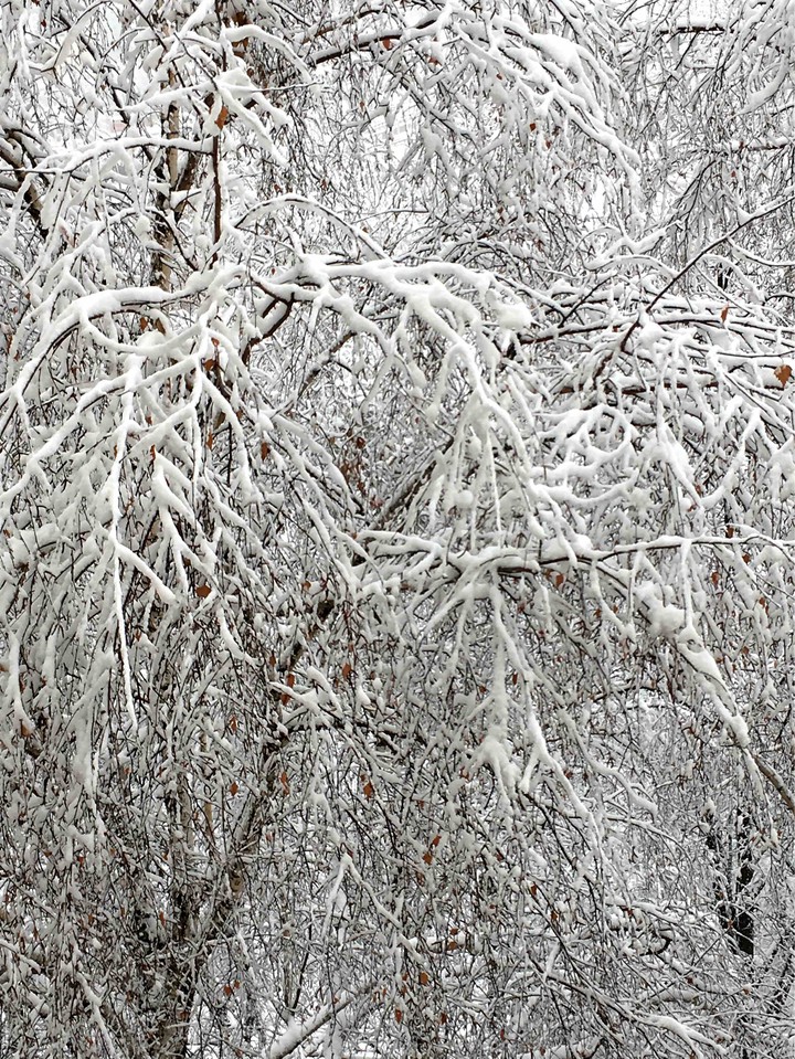 Winter nature