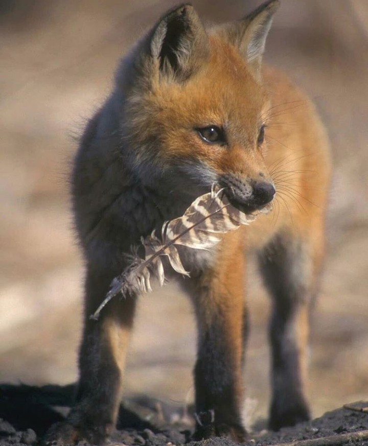 Cute fox