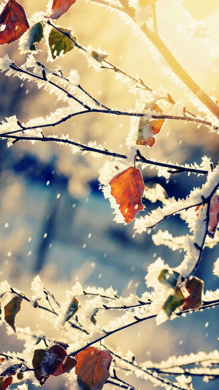 Winter °·°