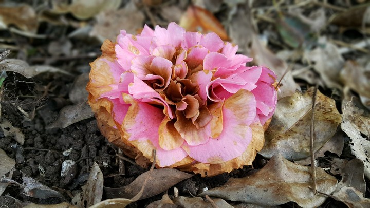 Camellia japonica