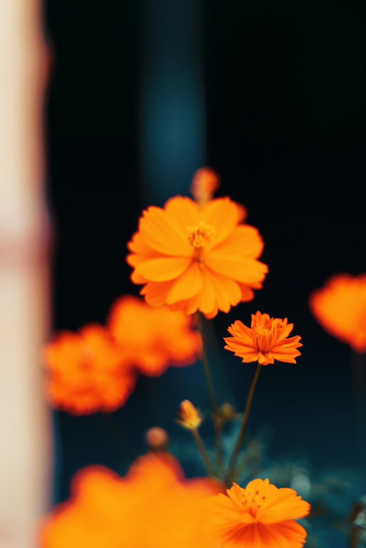 Orange Flowers