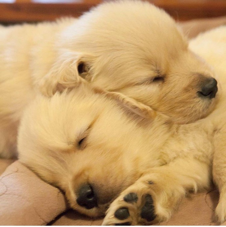 puppies