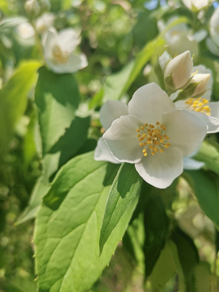 Жасмин