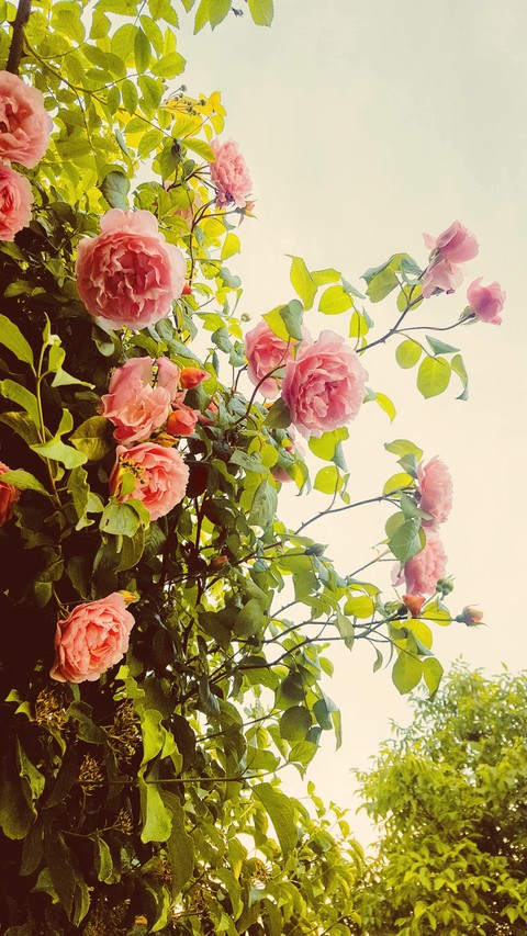 Nostalgie rose