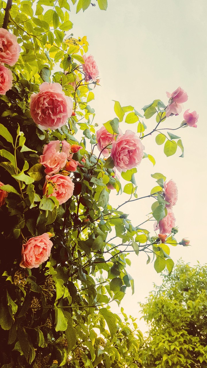 Nostalgie rose