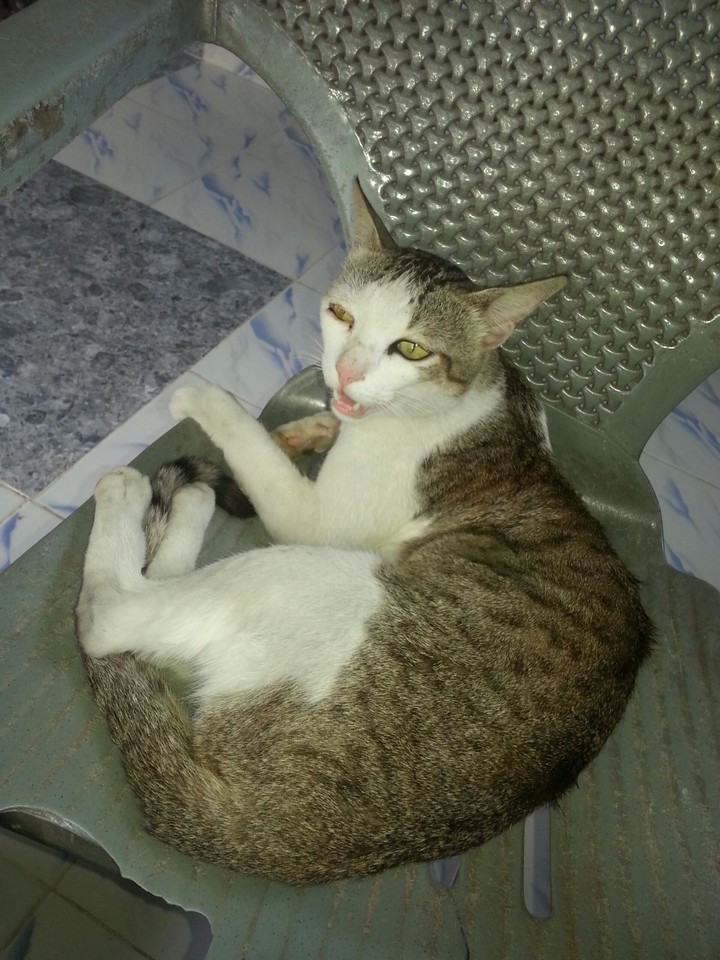 angry cat