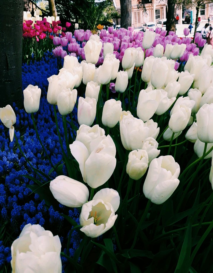 Istanbul Tulip Festival