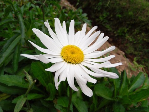 bright white