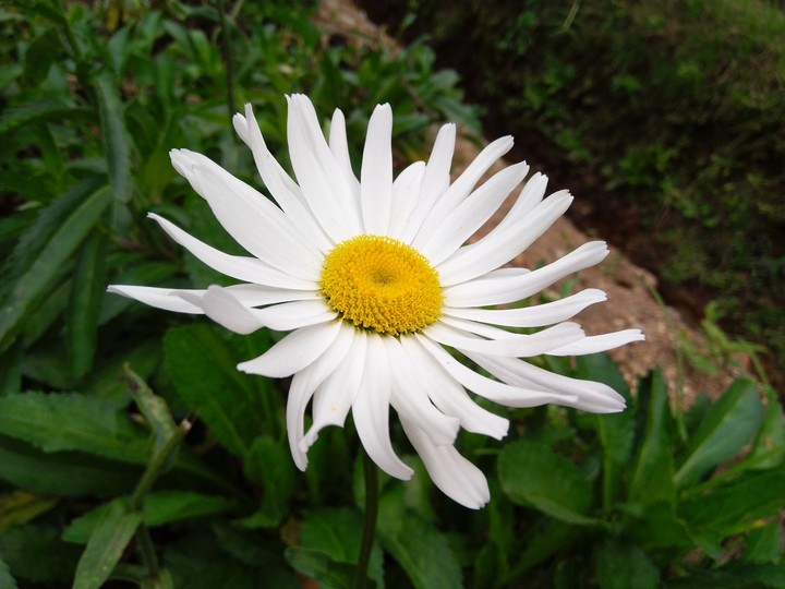bright white