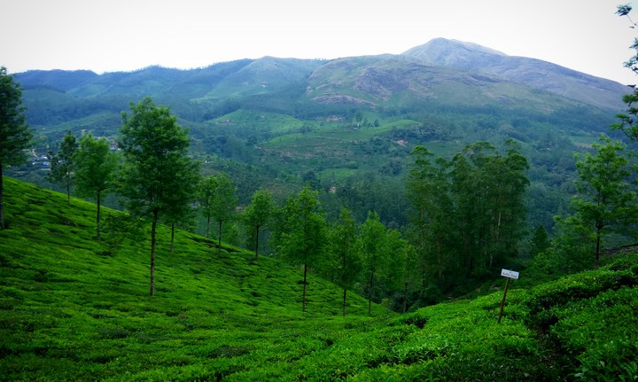 Munnar hill