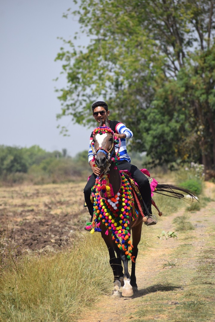 Kathiyawadi Horse