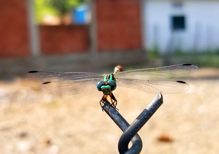 LIBÉLULA VERDE EN ESPERA, SAN LORENZO, GRO.